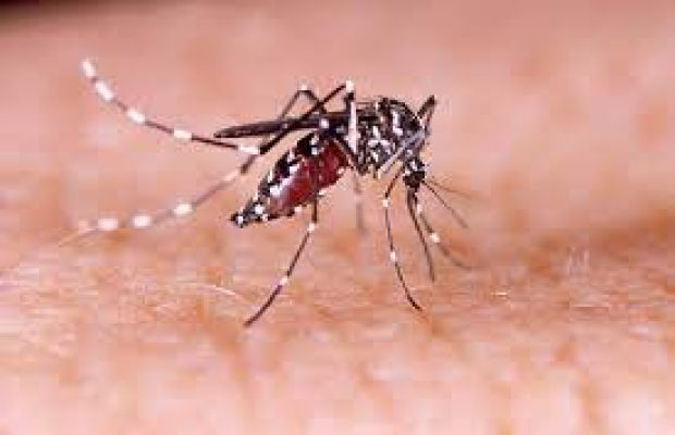 Aedes aegypti: municípios do Centro-Oeste de Minas recebem mais de R$ 2 milhões para o controle do mosquito